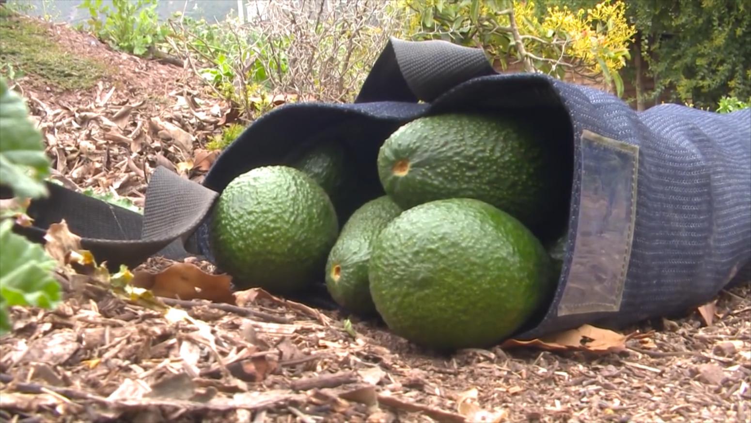 Aguacate Camposol video